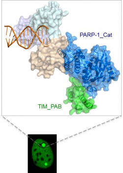 在加入PARP抑制劑的細胞中，Timeless同PARP-1一起滯留在DNA損傷位點。